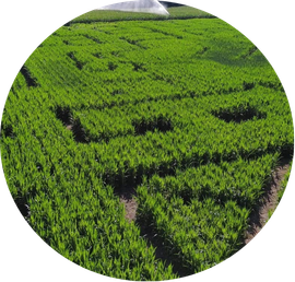 South Jersey Corn Maze Attraction
