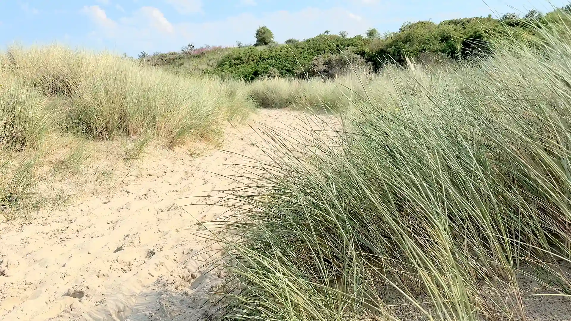 Dünenpfad durch Strandgras bei Breskens, Zeeland