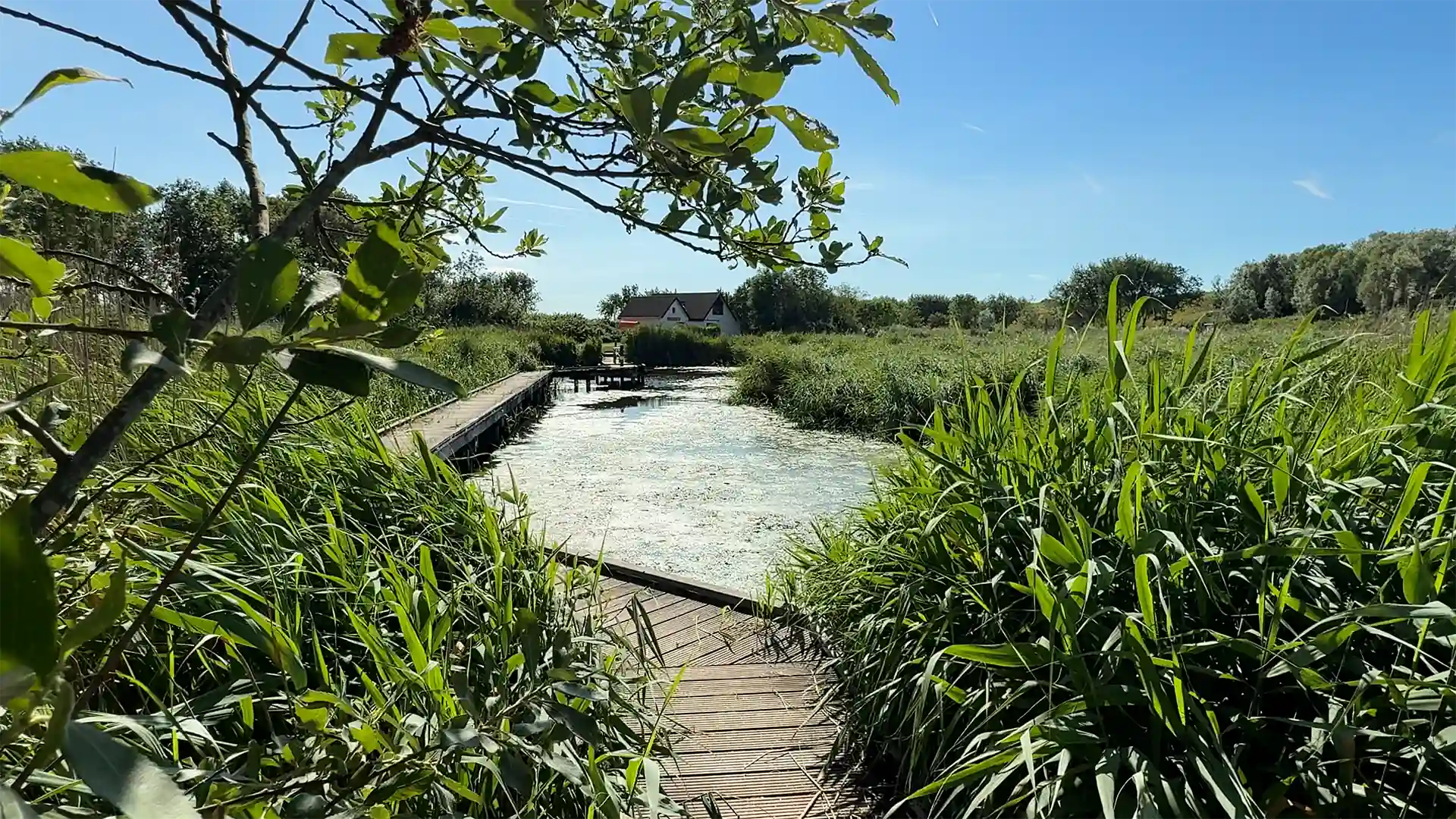 Naturpfad durch das Schilf bei Waterdunen nahe Breskens