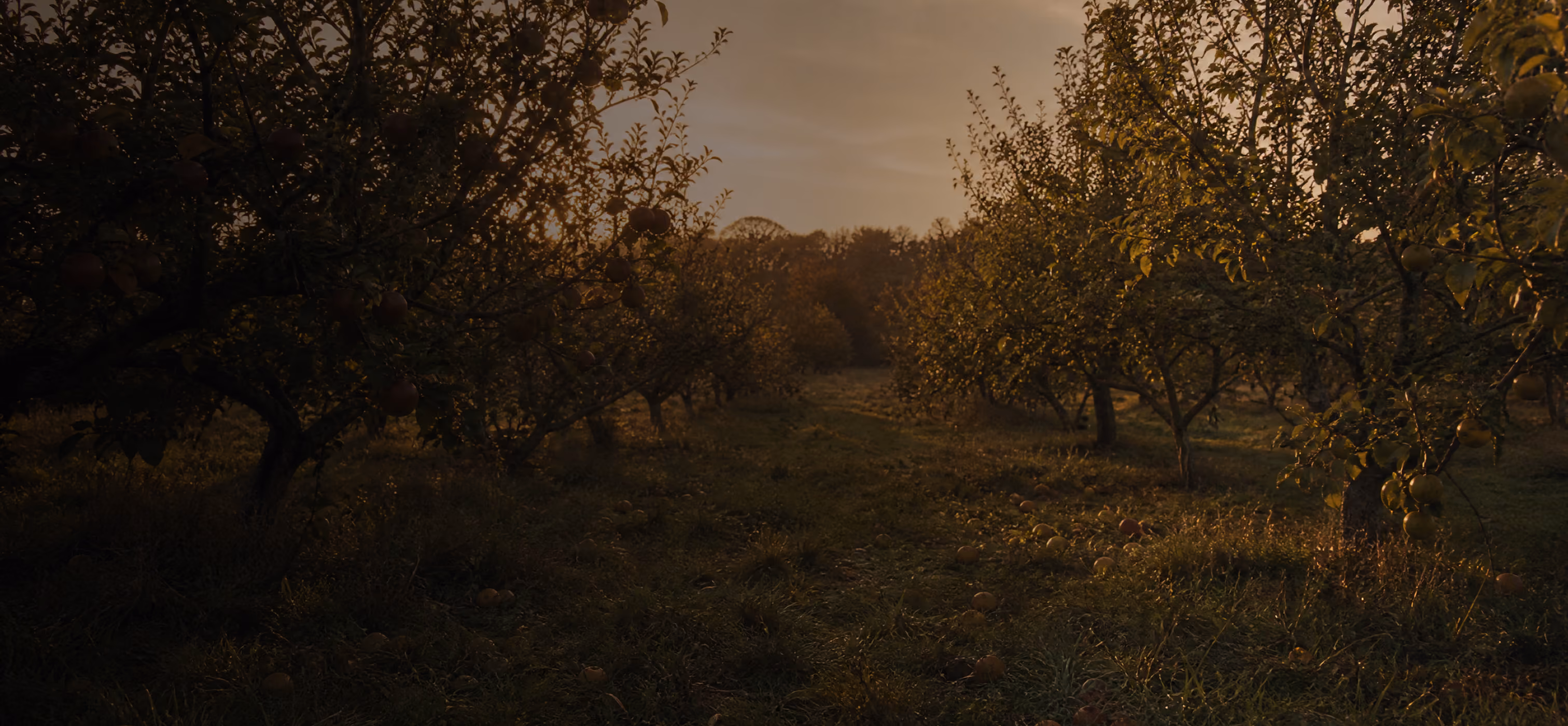Orchard trees in the evening light