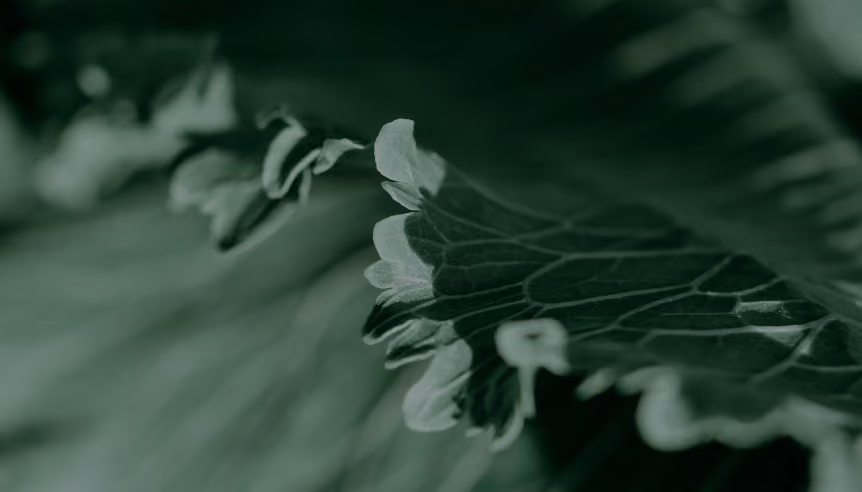 Close-up of green leaves