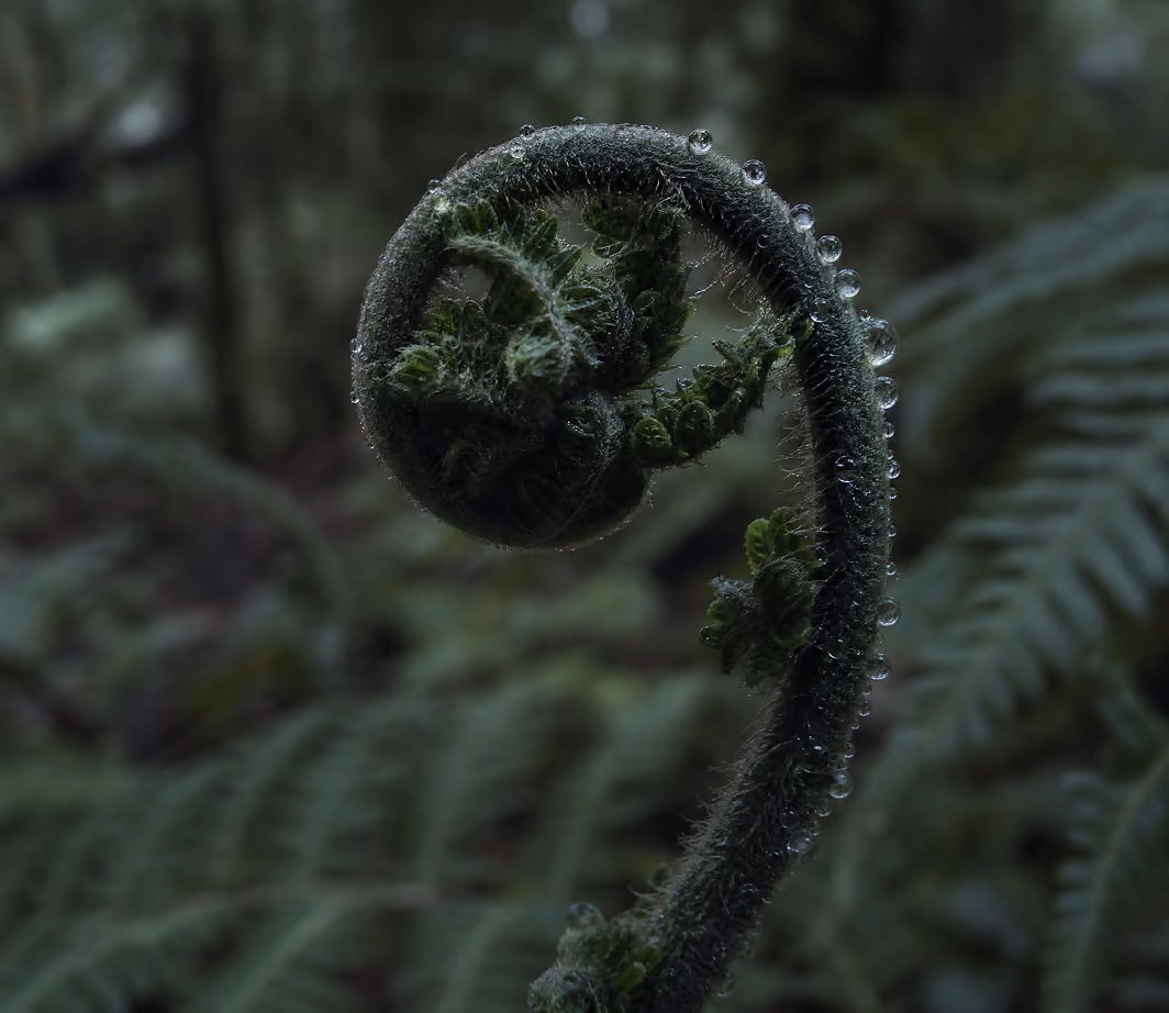 Unfurling fern frond