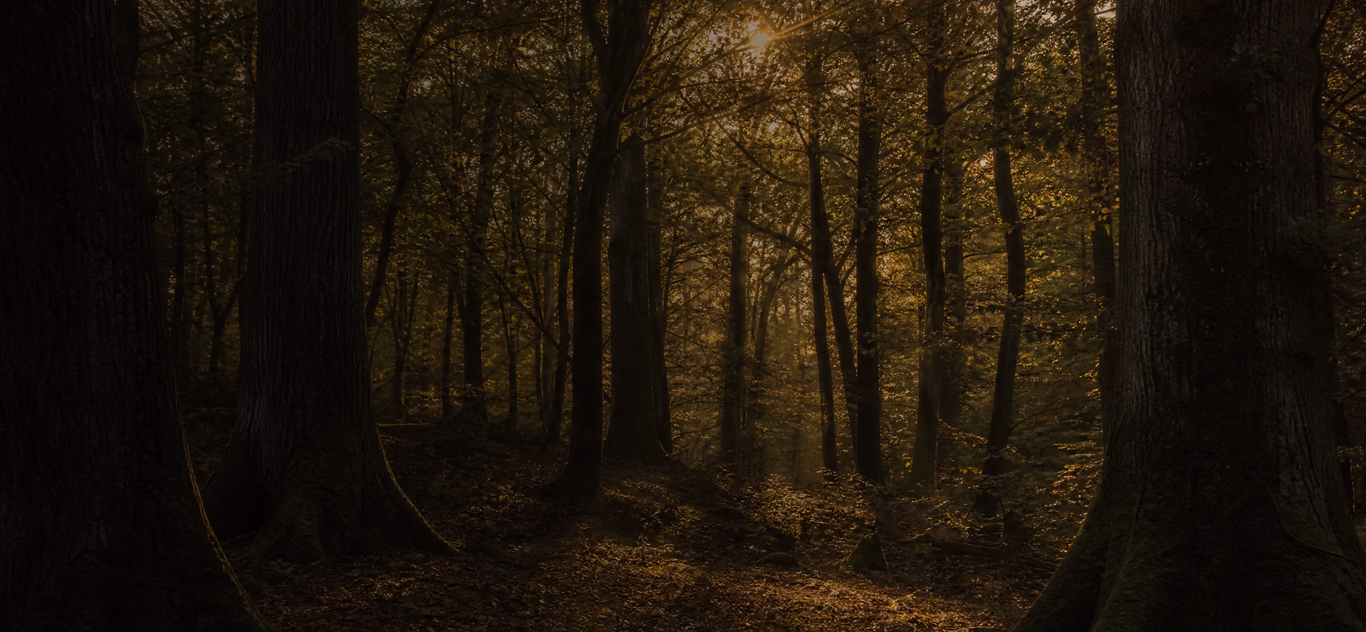 Dark woodland in evening light