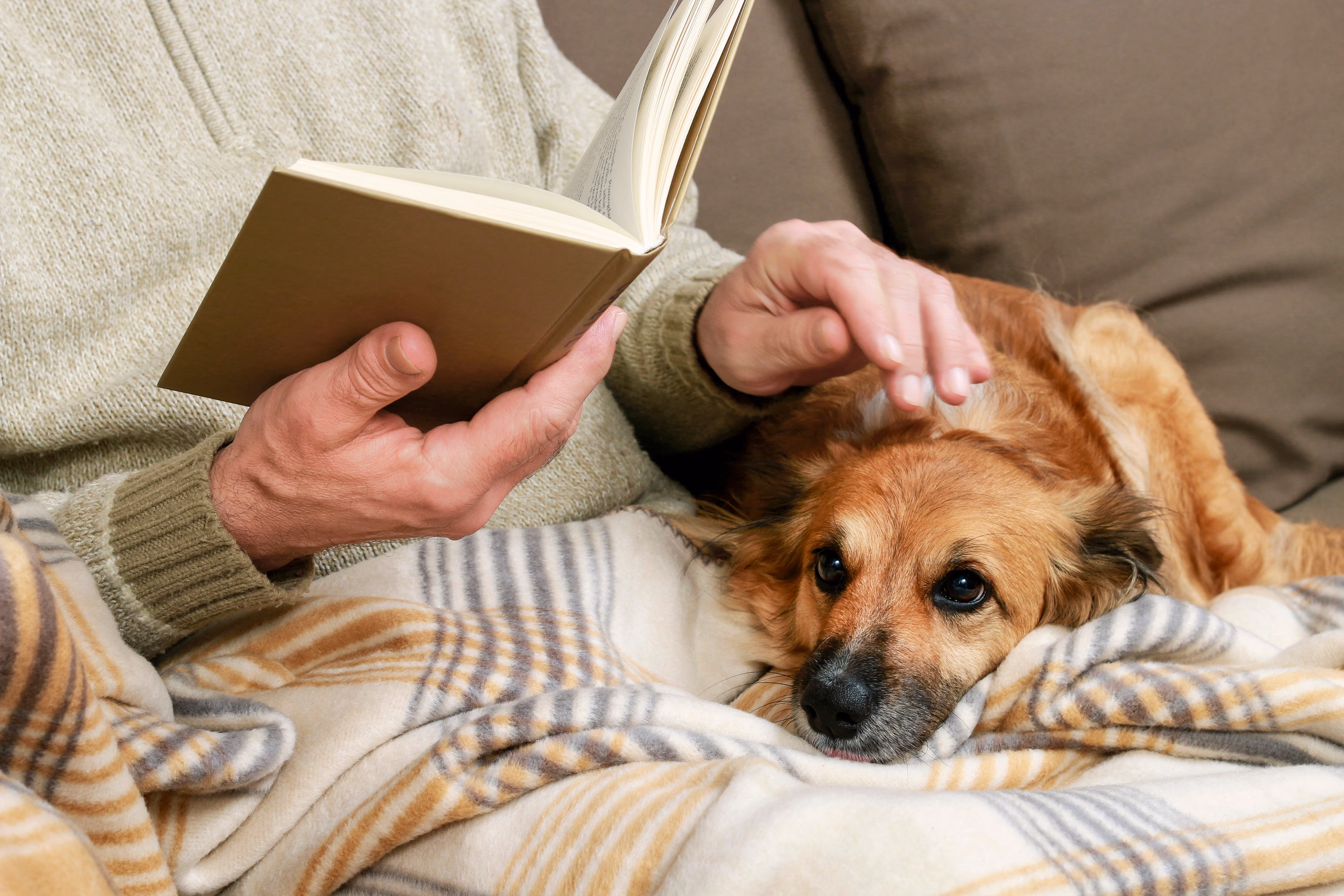Man holding dog stock image