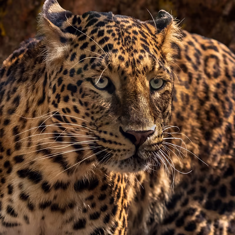 Nature-based project wildlife