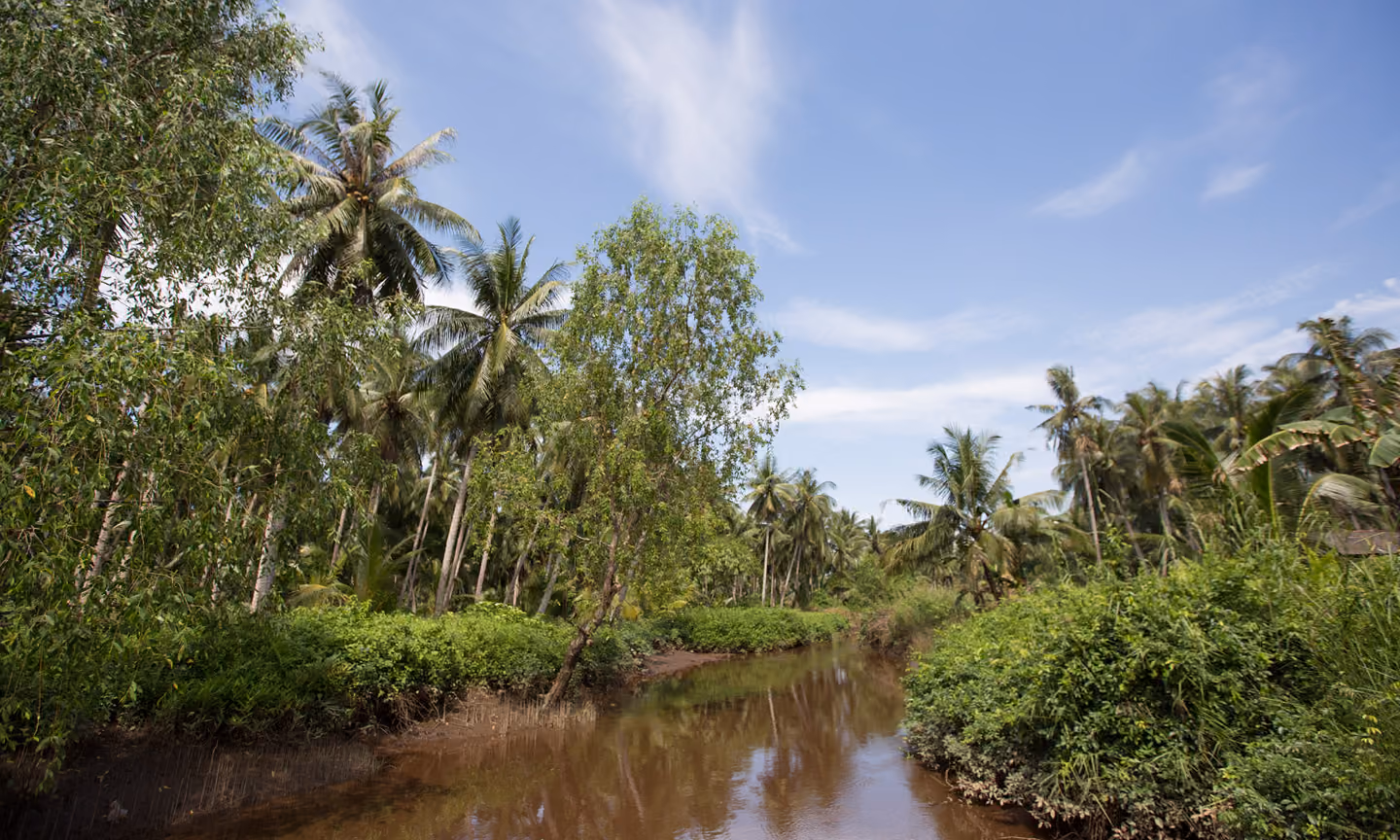 Katingan Mentaya Peatland Preservation