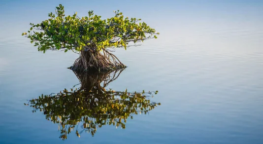Delta Blue Carbon Mangrove Restoration