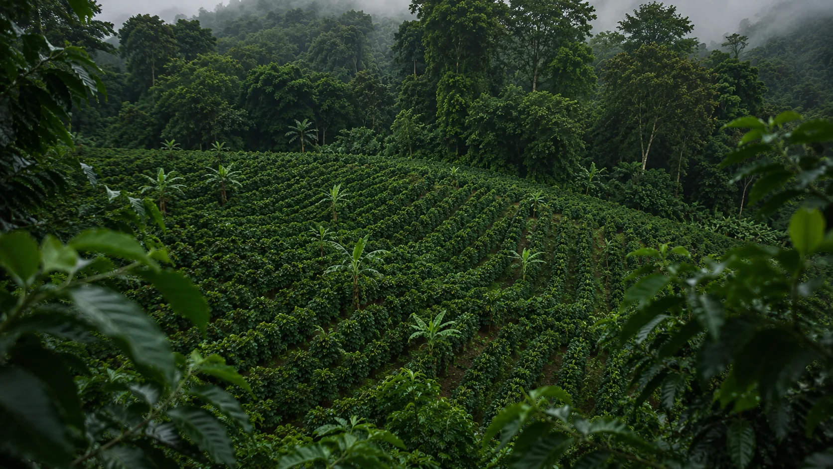 Coffee plantation on a green hillside
