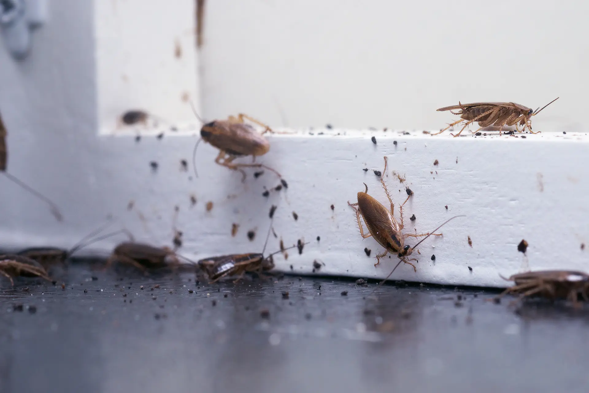 Termite King pest control service