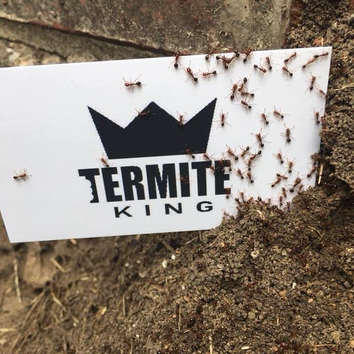 Termite King pest control service