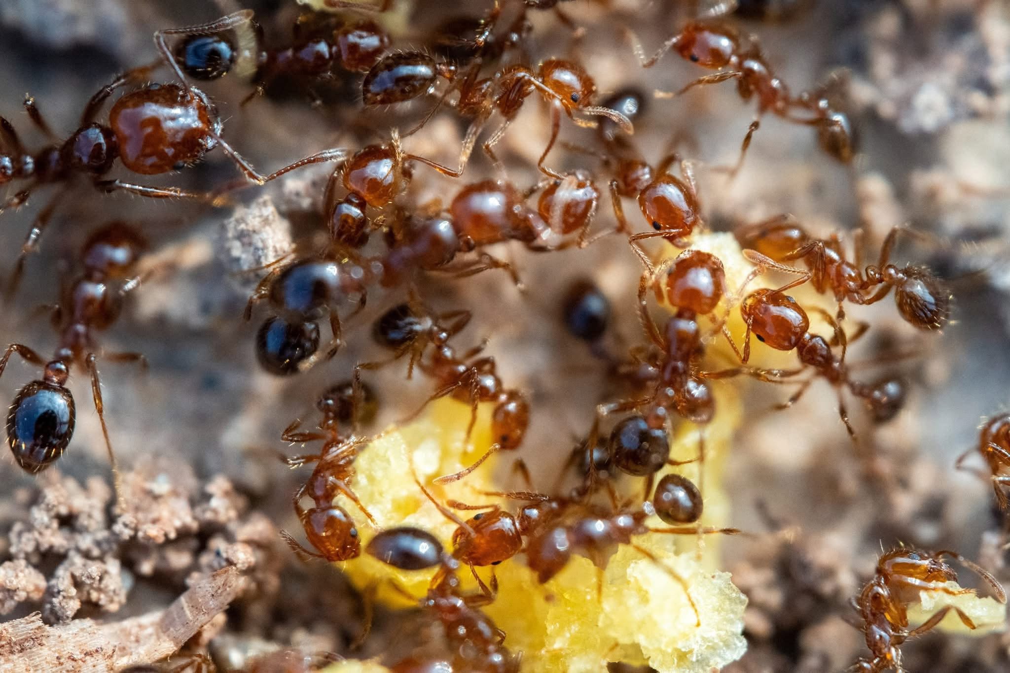 Termite King pest control service