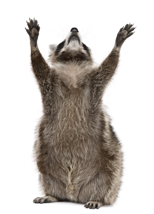 shutterstock_54840016