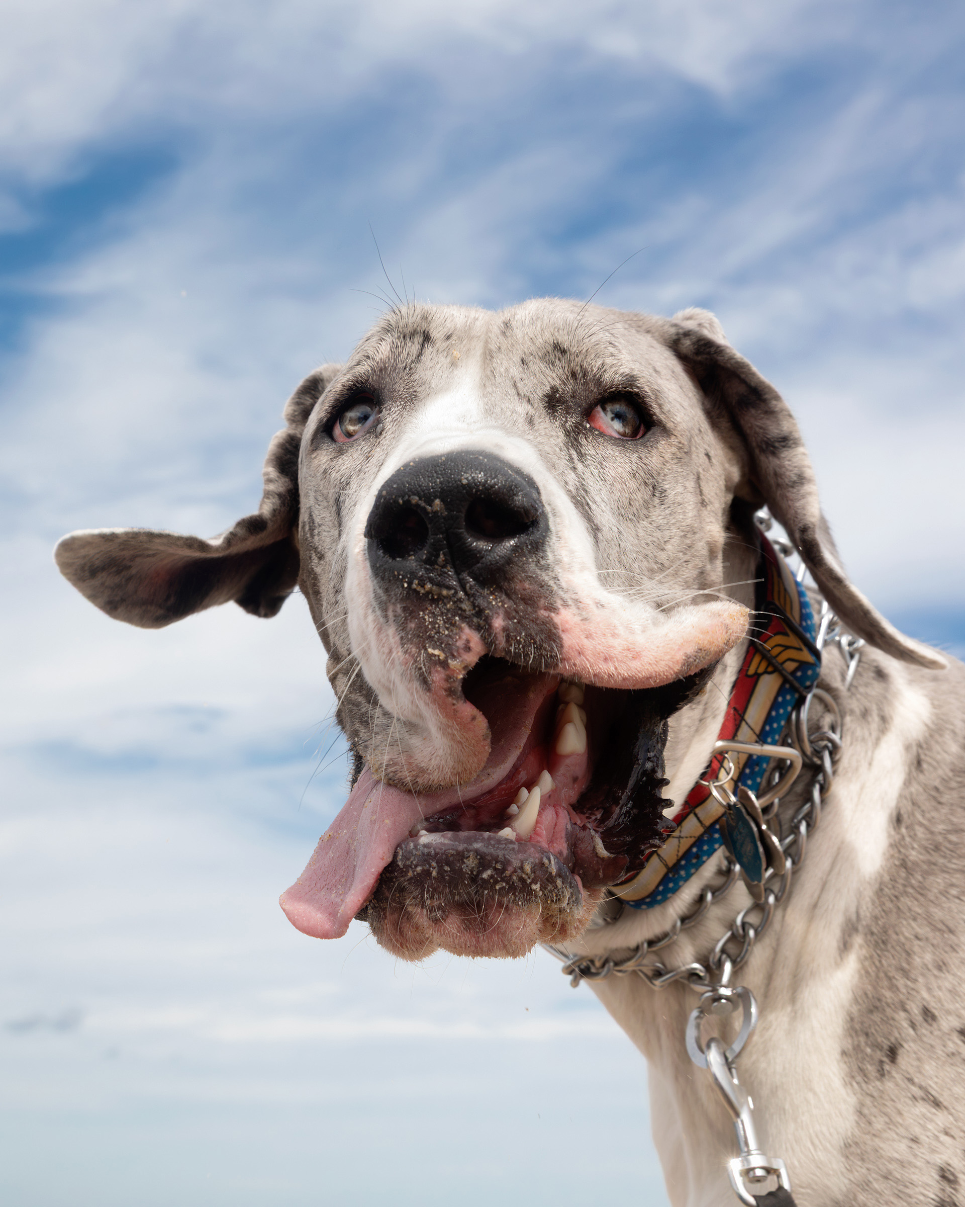 Merle Great Dane with jowls blowing in the wind and tongue hanging out against a blue sky.