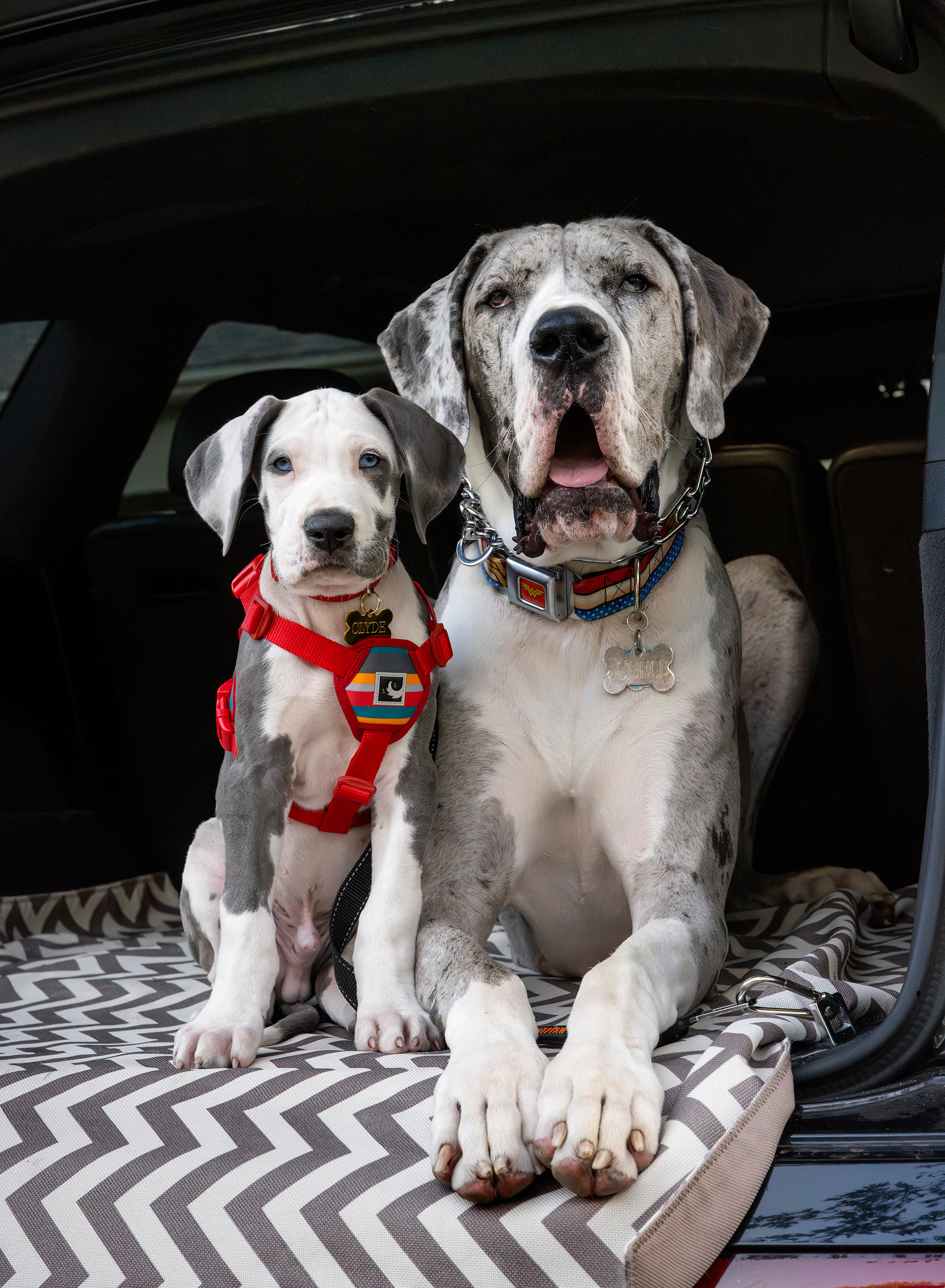 Blue harlequin Great Dane puppy sitting beside an adult merle Great Dane in the back of a vehicle.