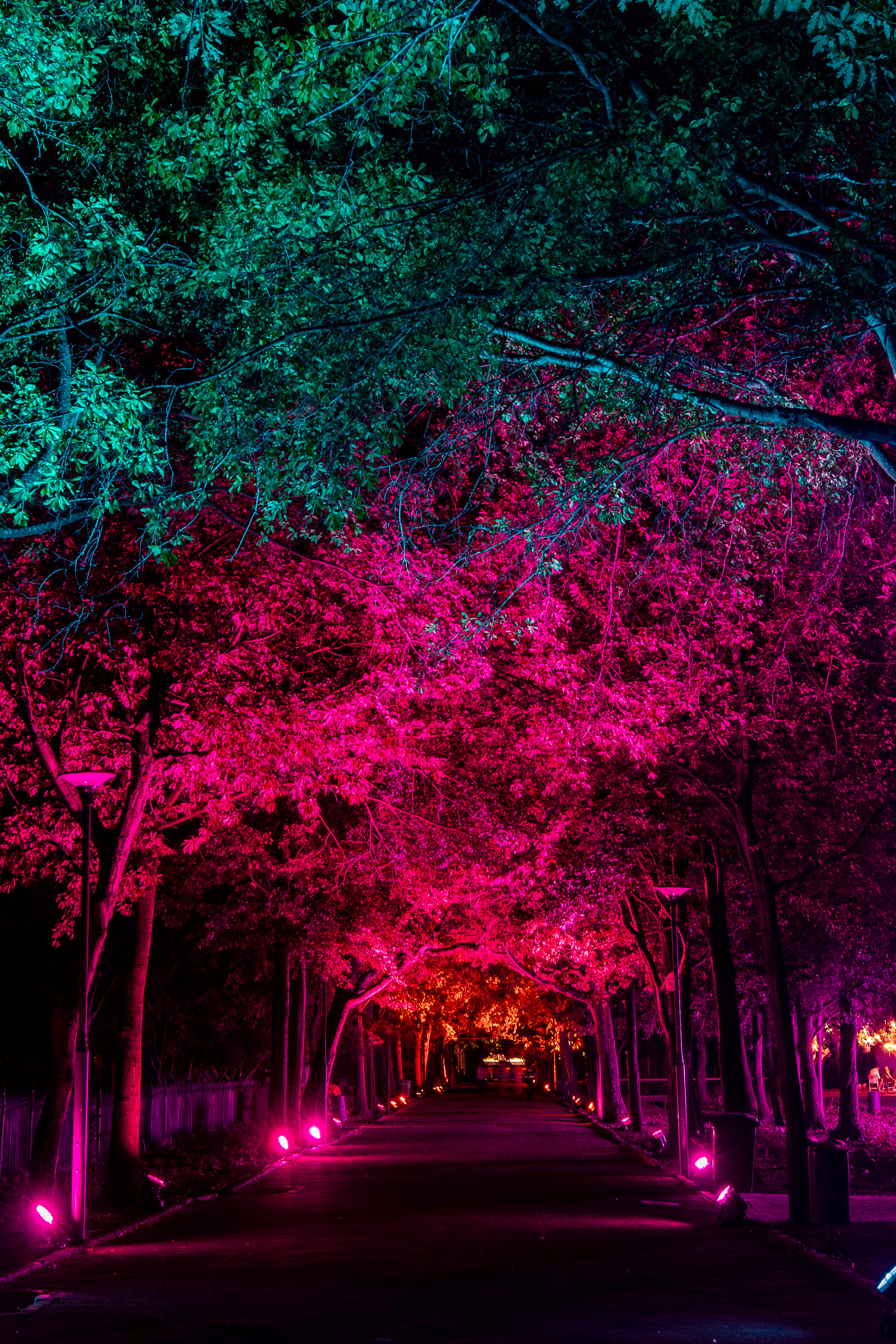 Tree lighting by Amith, the garden's old trees lit from within at LUMENOCITY, Cape Town