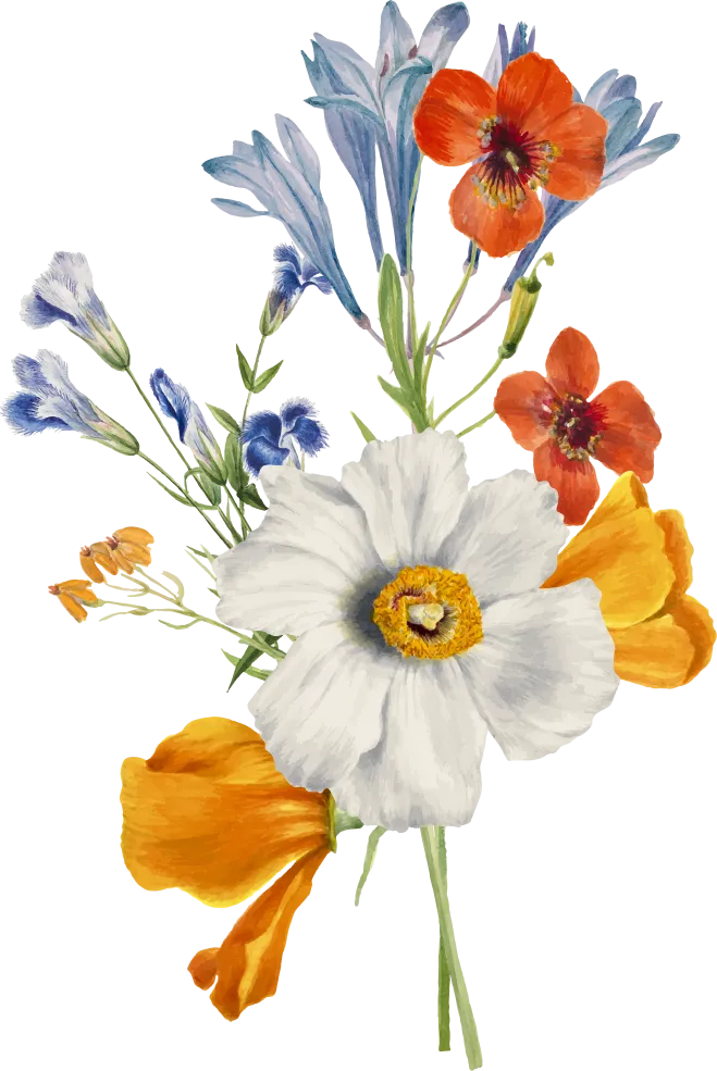 Bouquet de fleurs peintes avec fleurs blanches, orange et bleu clair sur fond transparent.