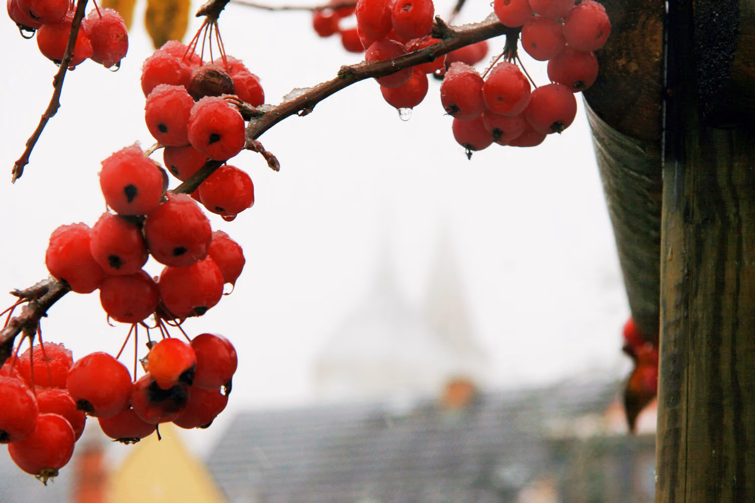 Close-up of red berries with water droplets on a branch against a blurred background.