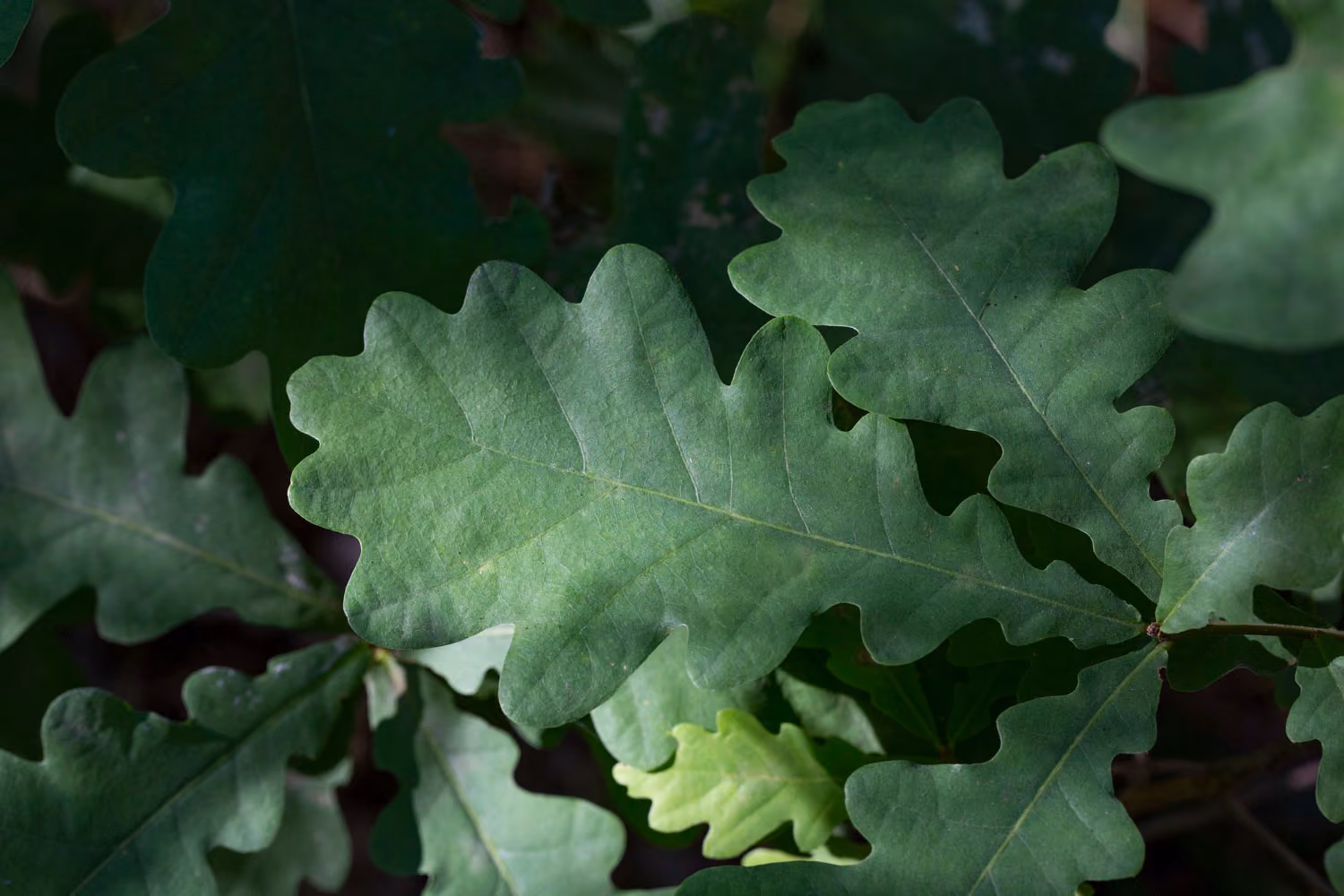 Close-up of green oak leaves spread across branches in soft natural light.
