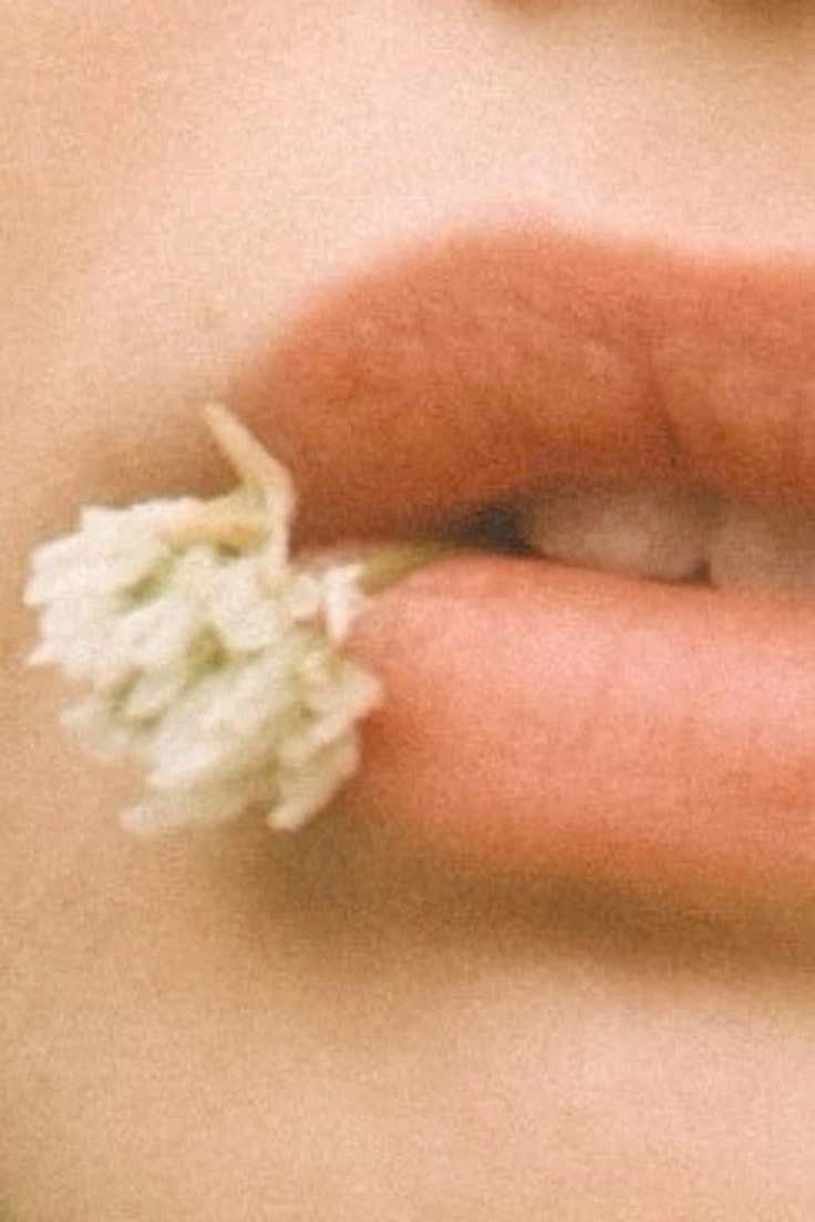 Close-up of lips holding a small white flower between them.