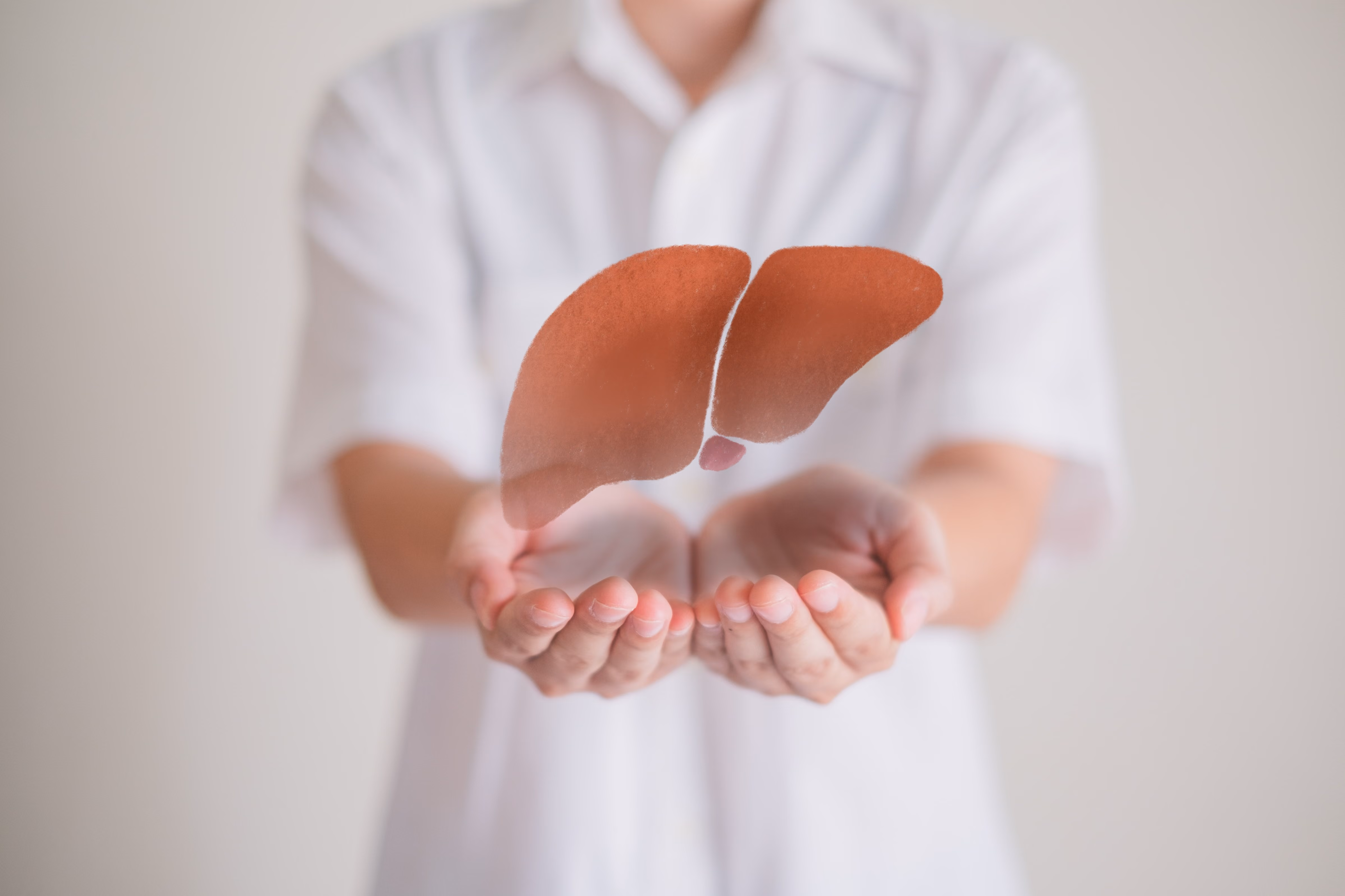 A healthcare professional holding an anatomical model of the liver.