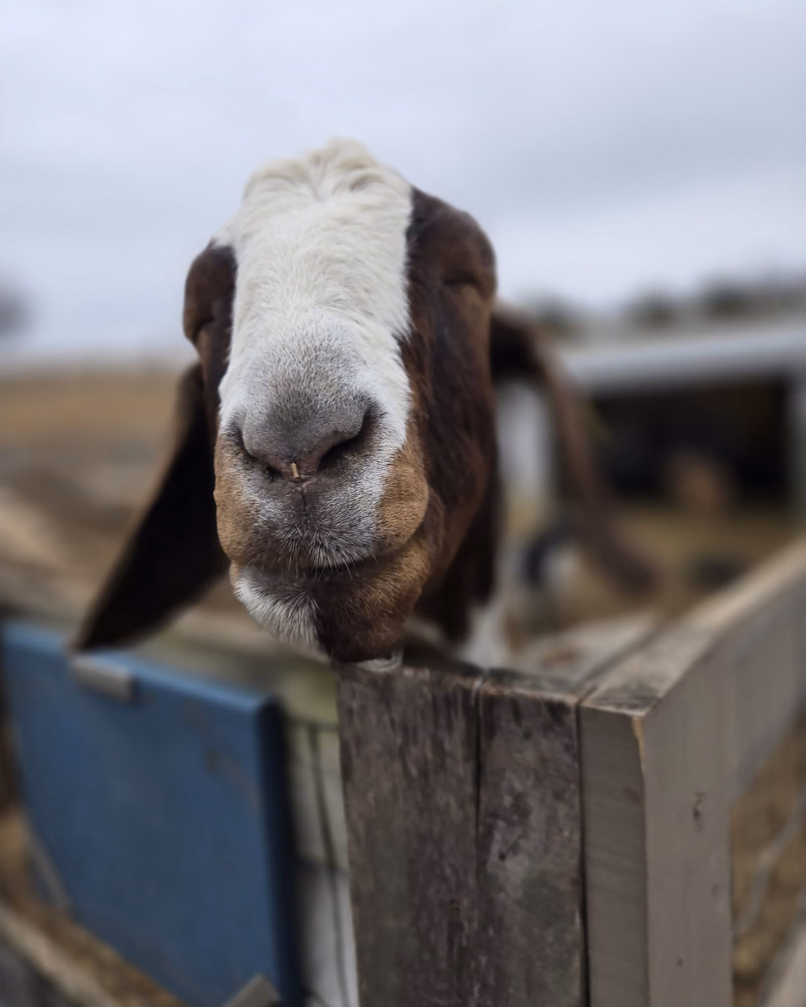 Animals & goat yoga