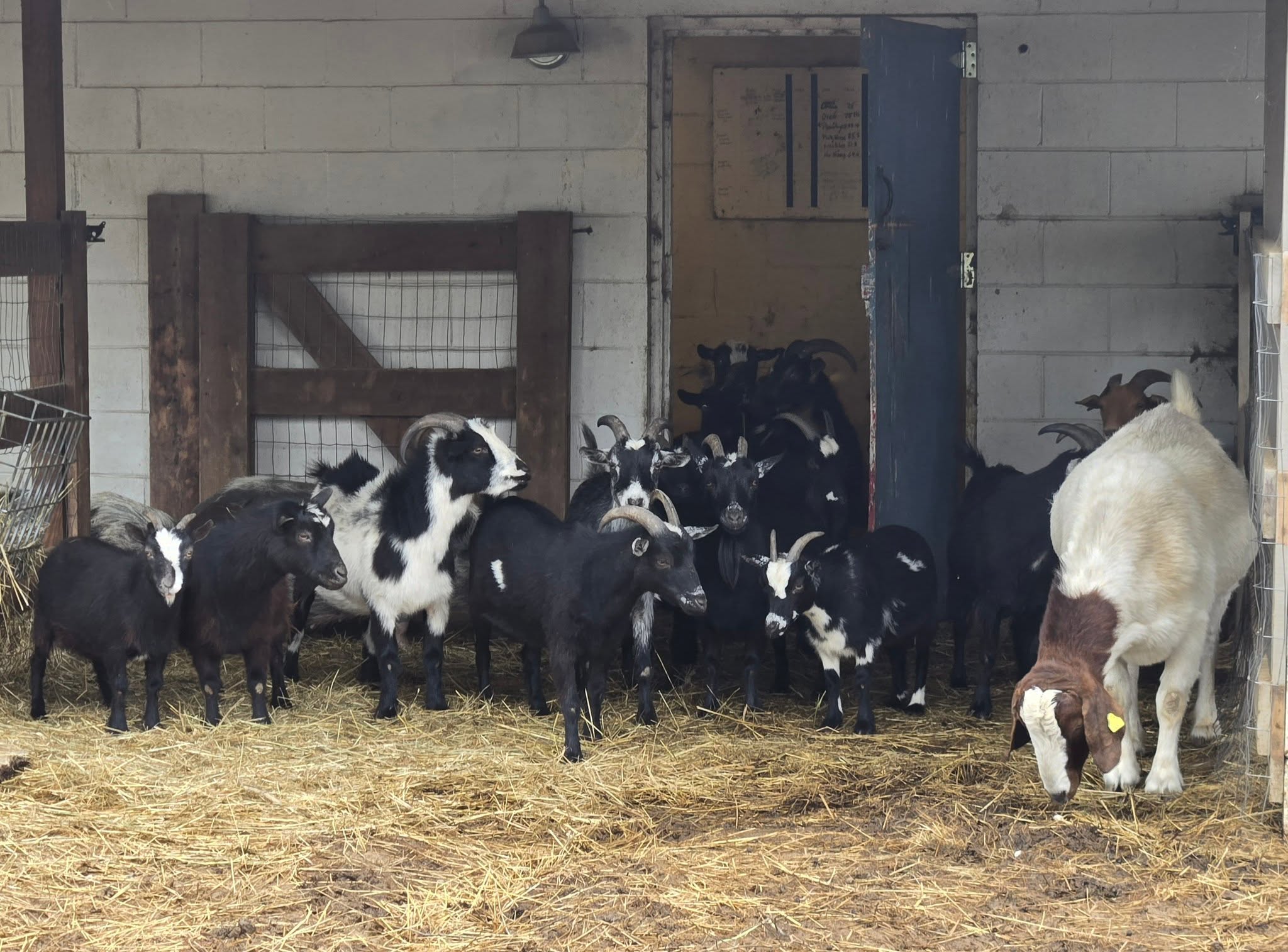 Group of goats inside a barn with hay-covered floor, one white and brown goat eating hay at right.