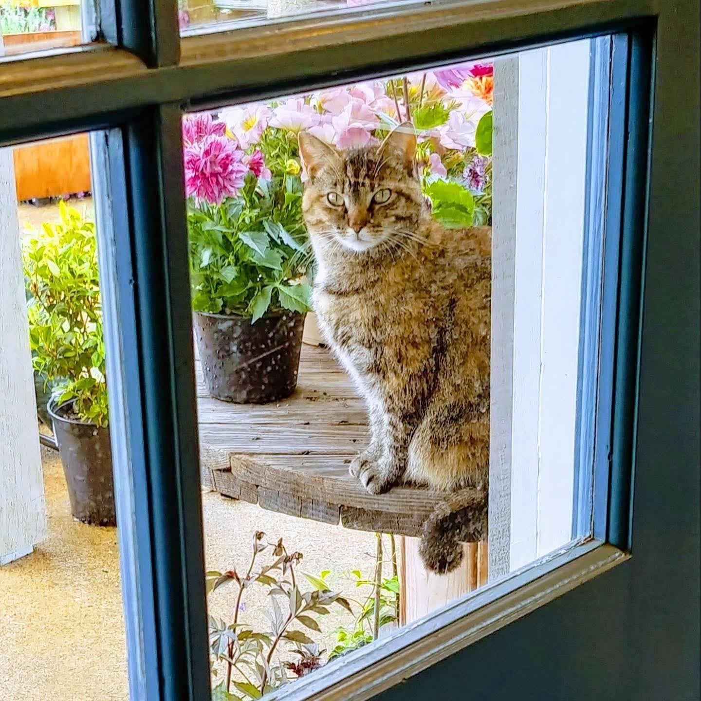 Tabby cat sitting on wooden shelf outside a door with pink flowers in black pots behind it.