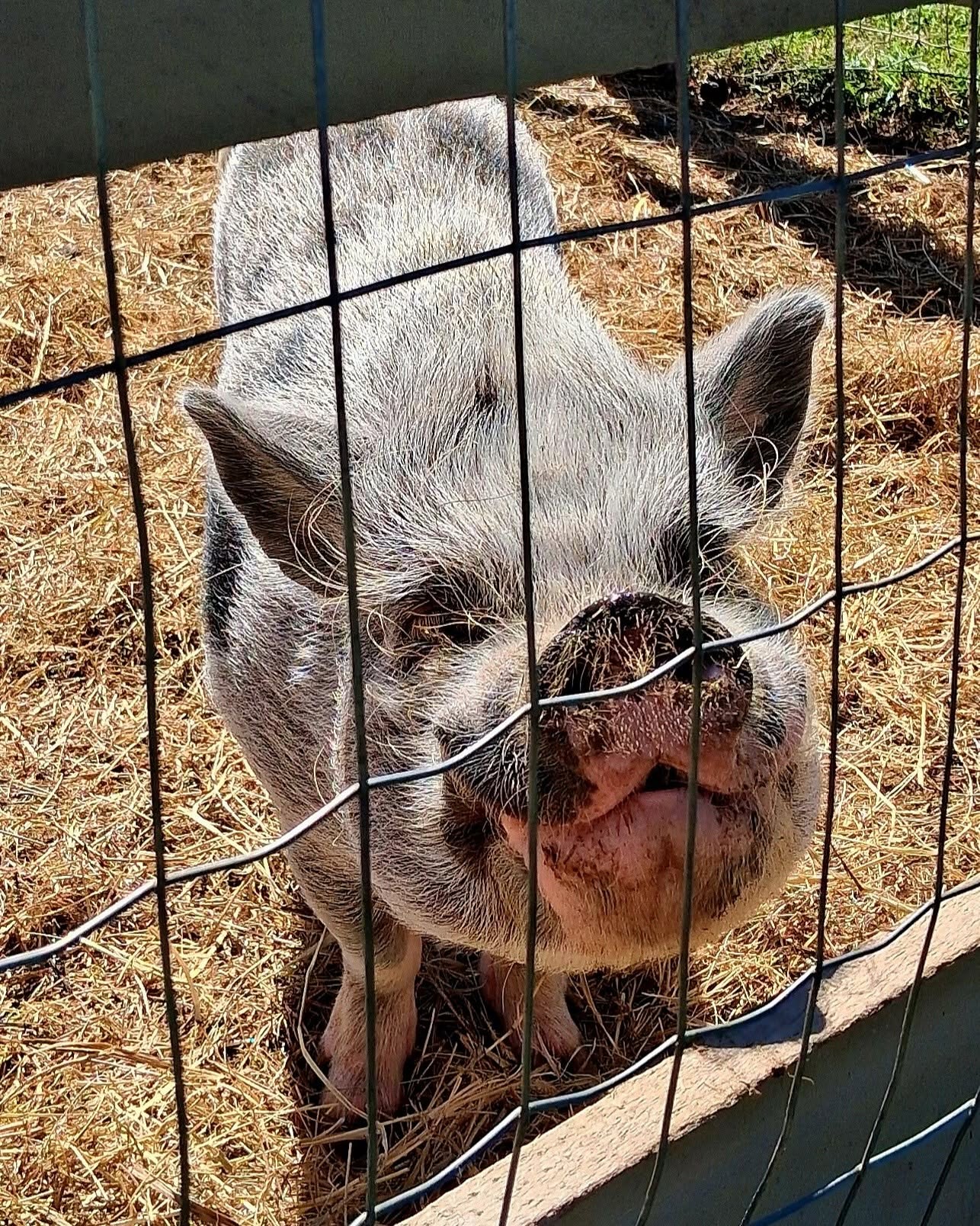 Close-up of a gray and black pig behind a wire fence standing on straw.