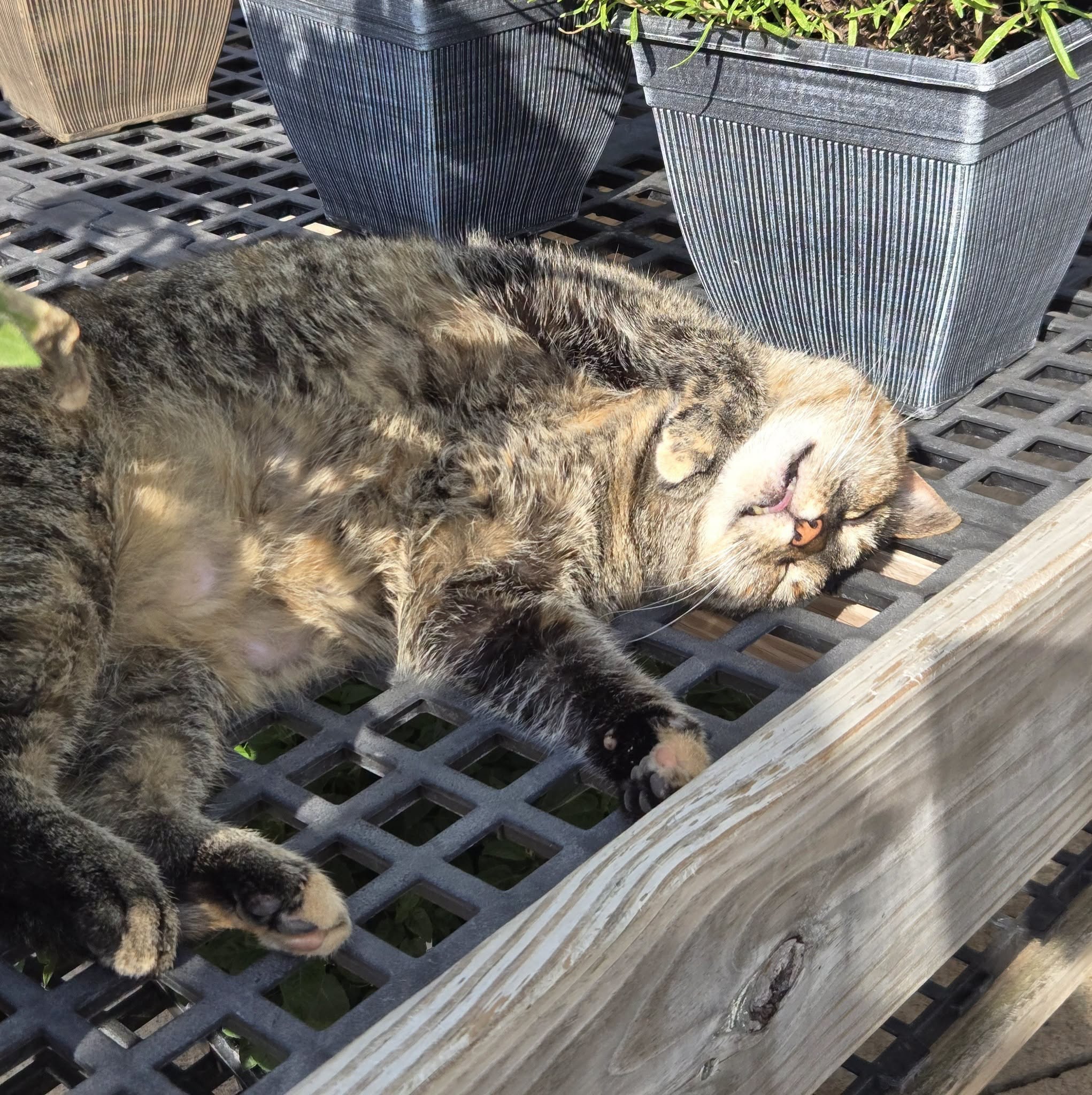 Tabby cat lying on a metal grate bench near potted plants in sunlight, eyes closed and relaxed.
