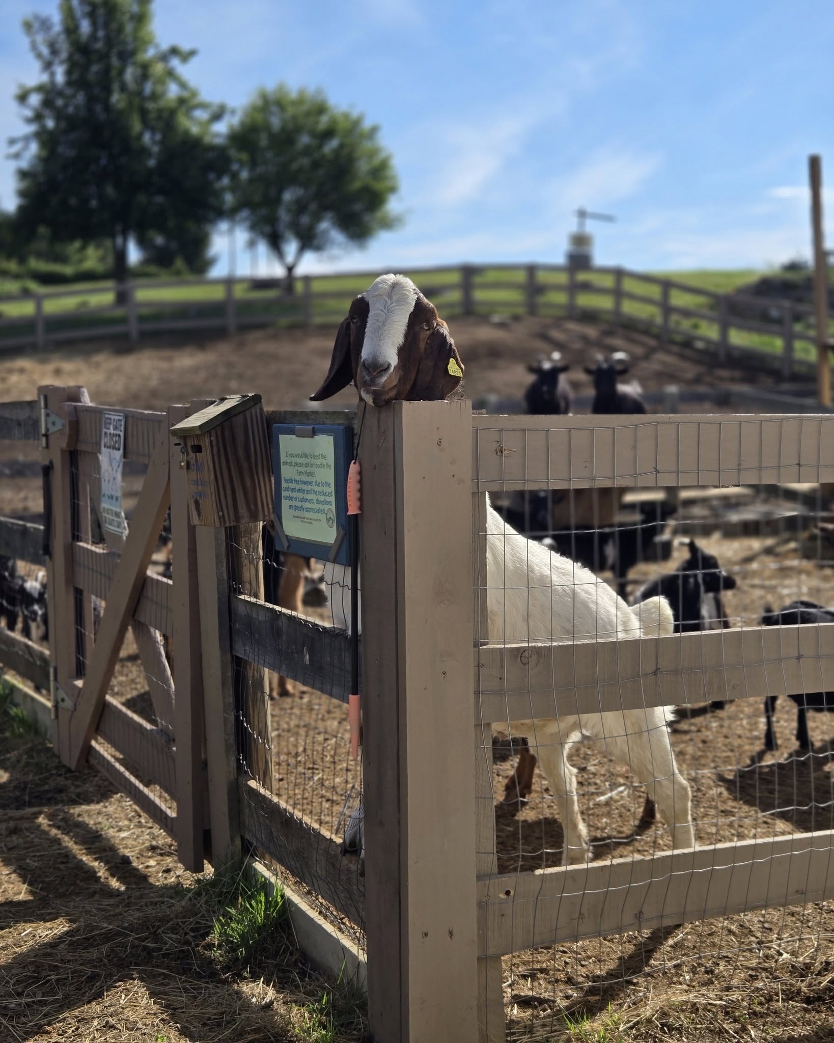 Goat with brown and white face pokes head over wooden fence at a sunny farm enclosure with other goats.