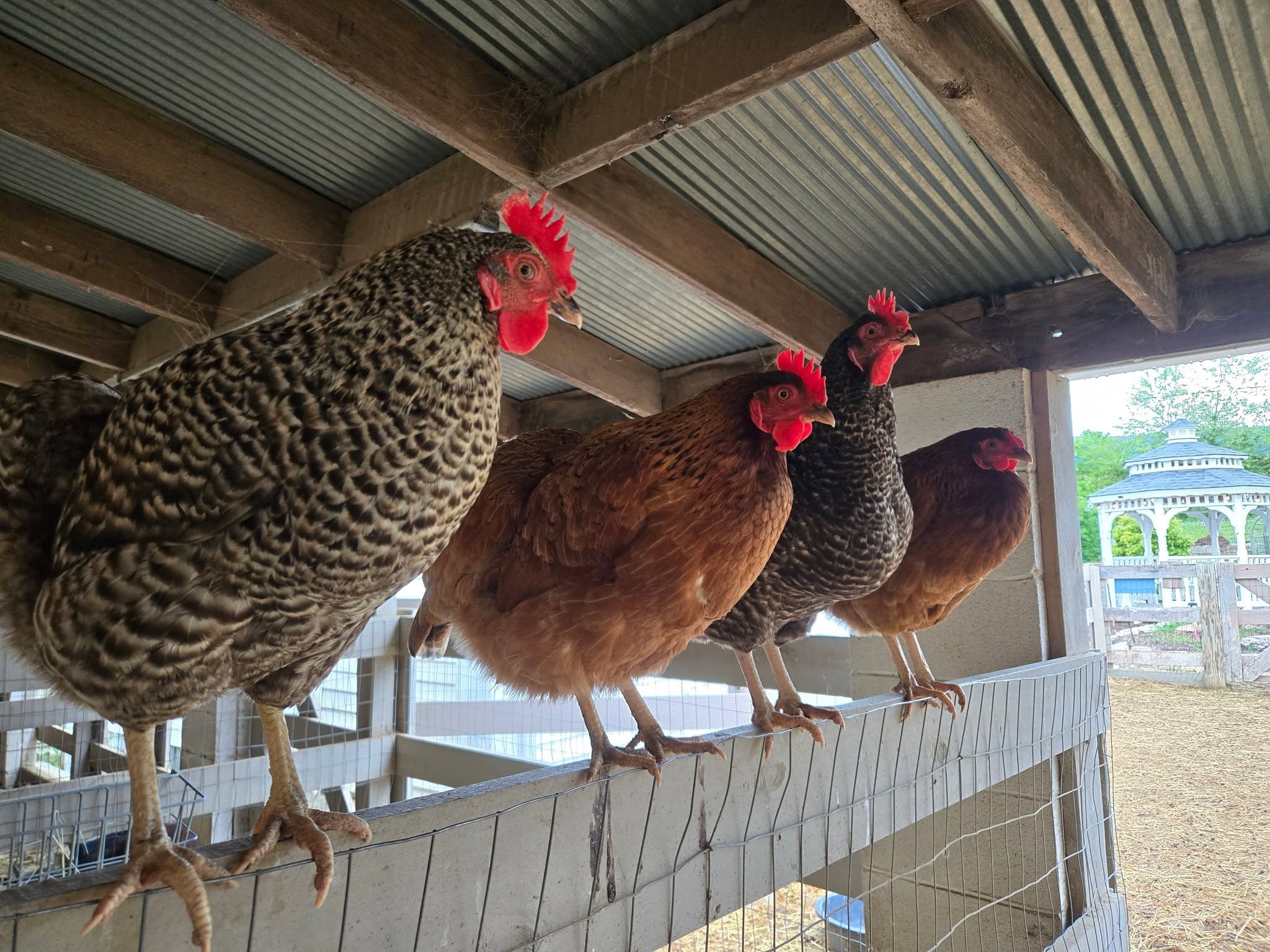 Four chickens with red combs perched on a wooden fence inside a coop with a gazebo outside.
