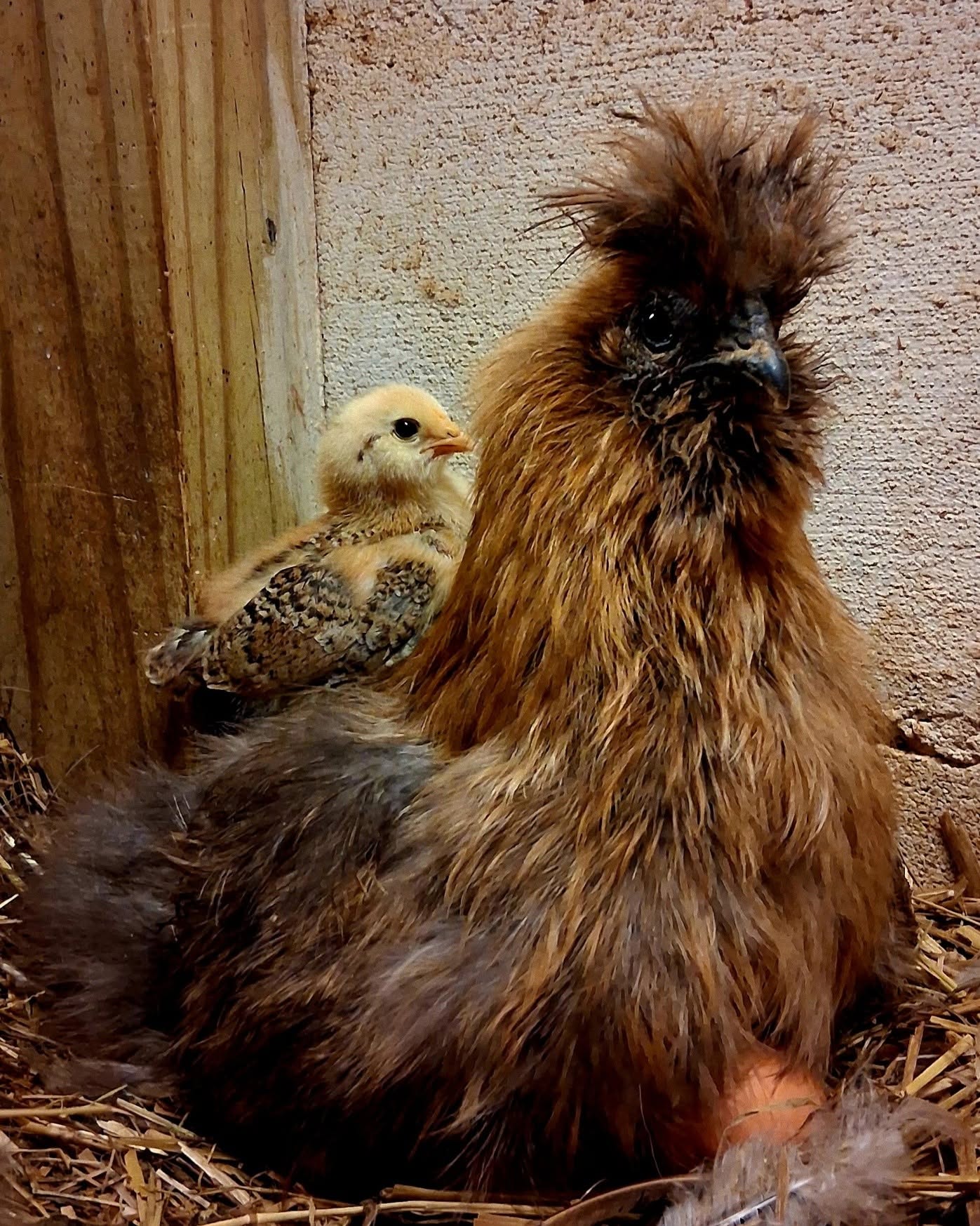 Fluffy brown hen sitting on a nest with a spotted chick behind her in a coop.