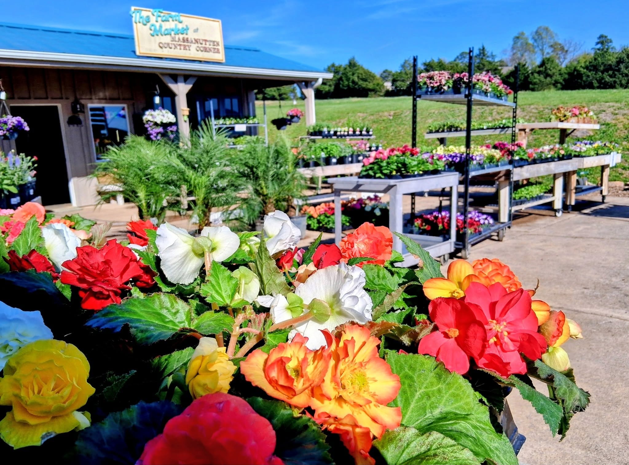 Colorful flowers in pots at an outdoor farm market with plants and green grass in background.