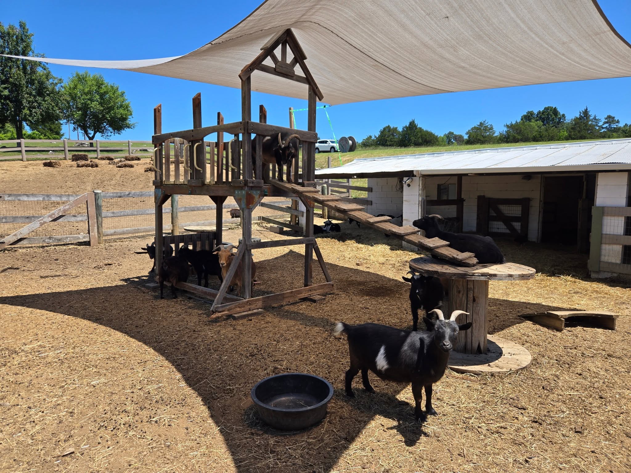 Black and brown goats around a wooden climbing platform under shade in a fenced farm enclosure.