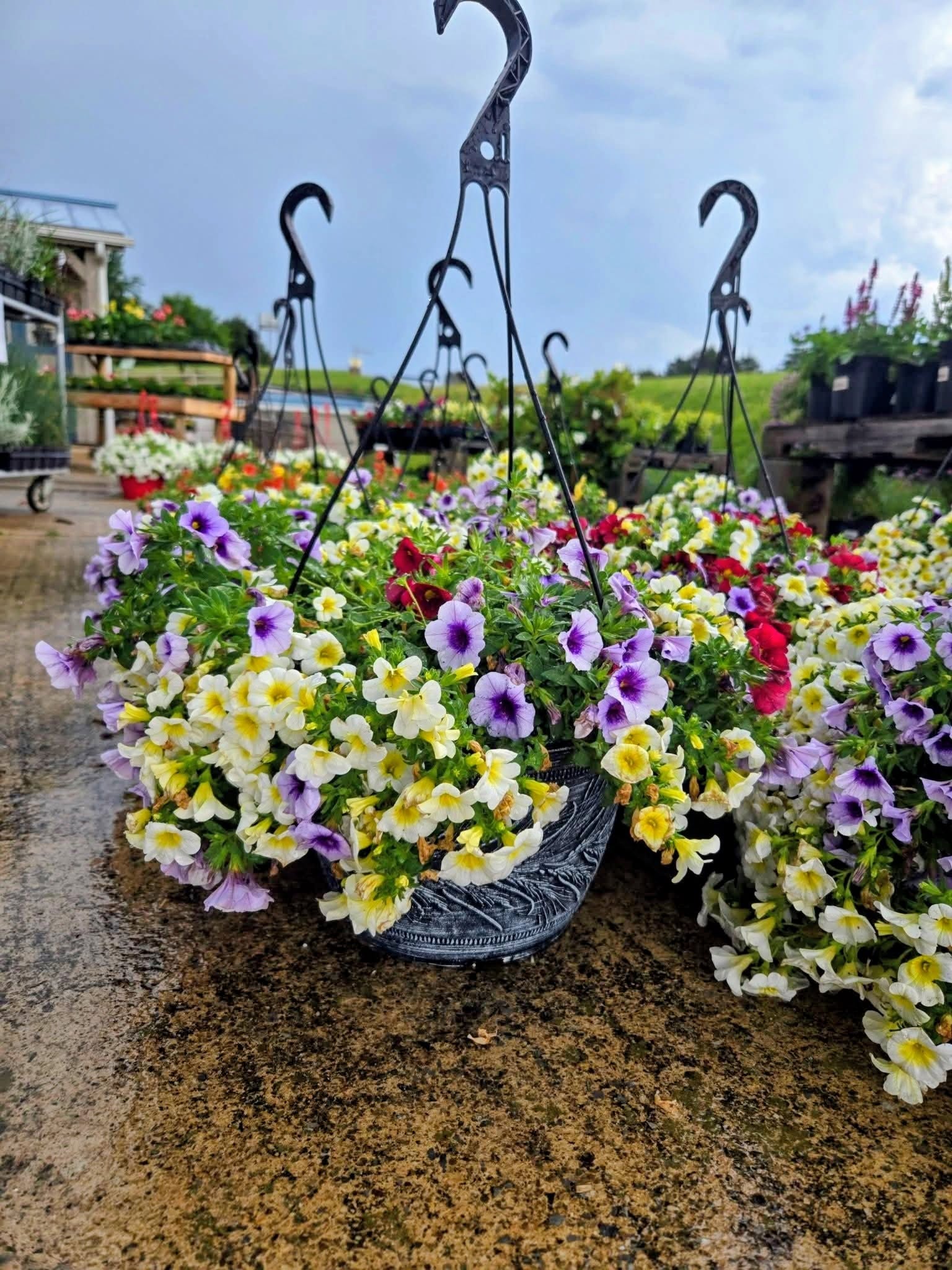 Hanging baskets filled with colorful petunias and other flowers on a wet ground outdoors.