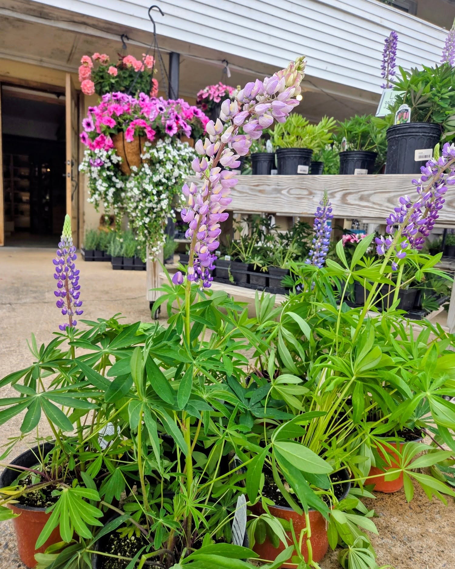 Potted lupine plants with purple flowers outside a garden shop with hanging pink and white flowers.