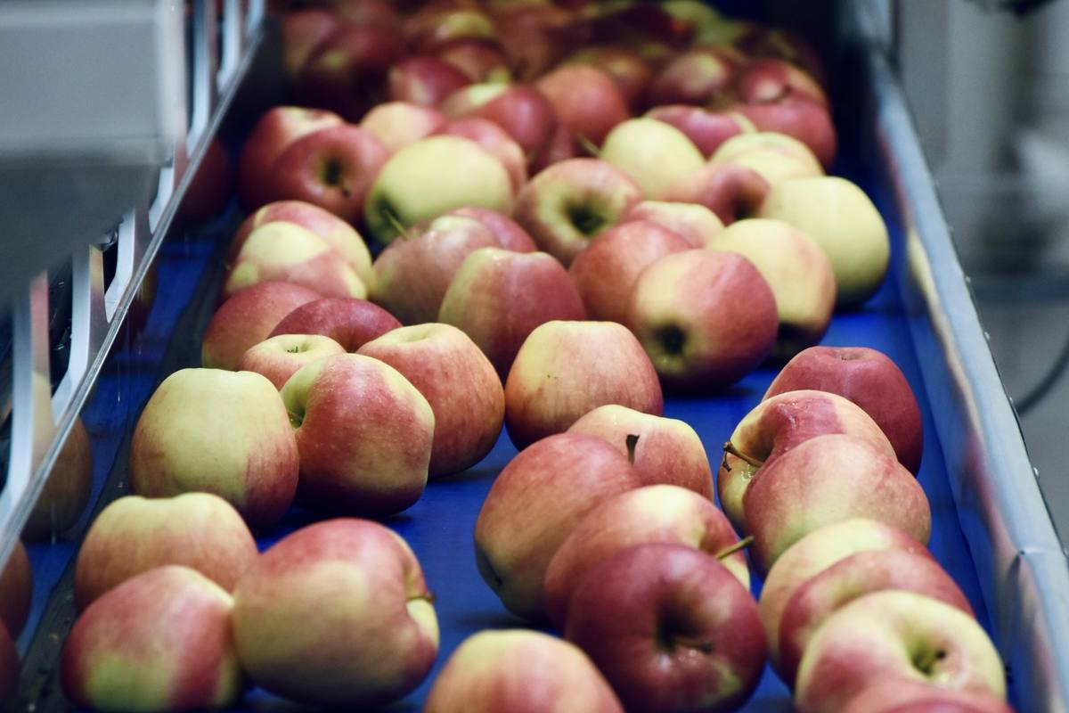 Apples on a blue conveyor belt of a sorting line in a food processing plant