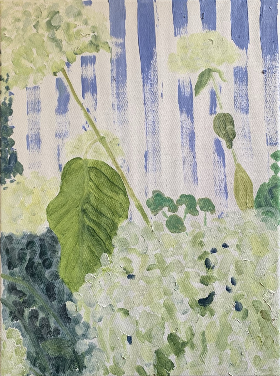 Hydrangeas
