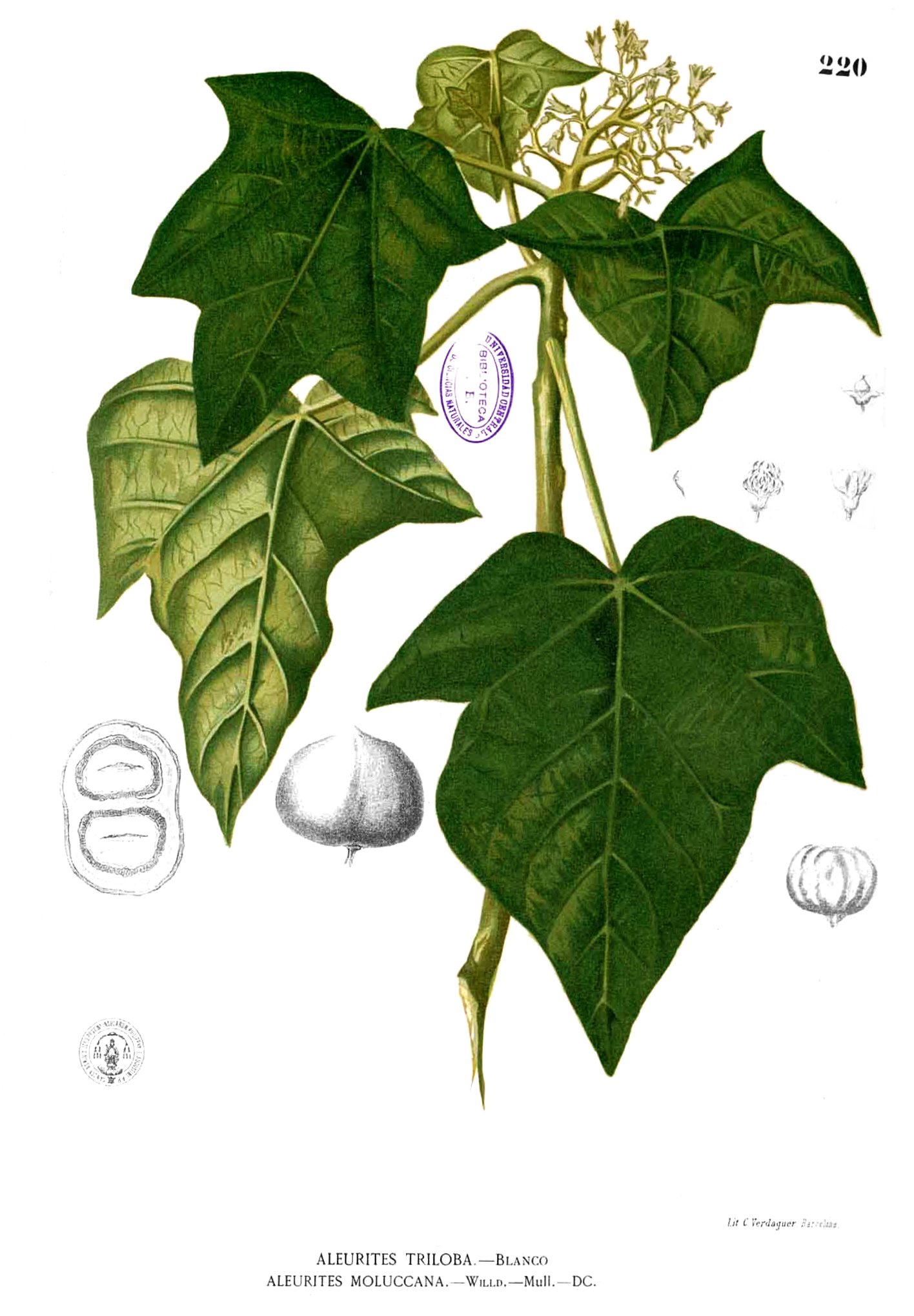 Kukui Nut Oil