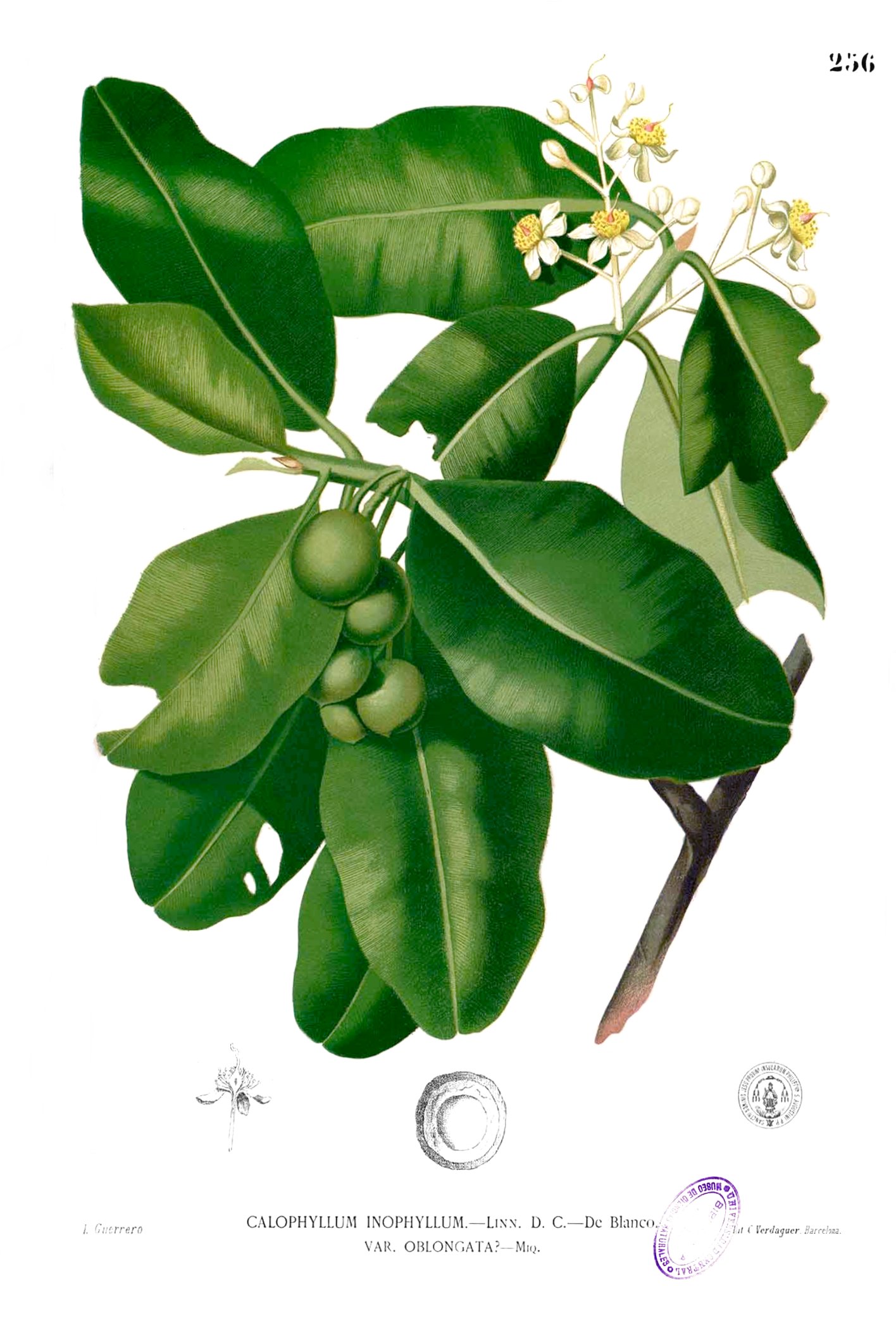 Tamanu Oil