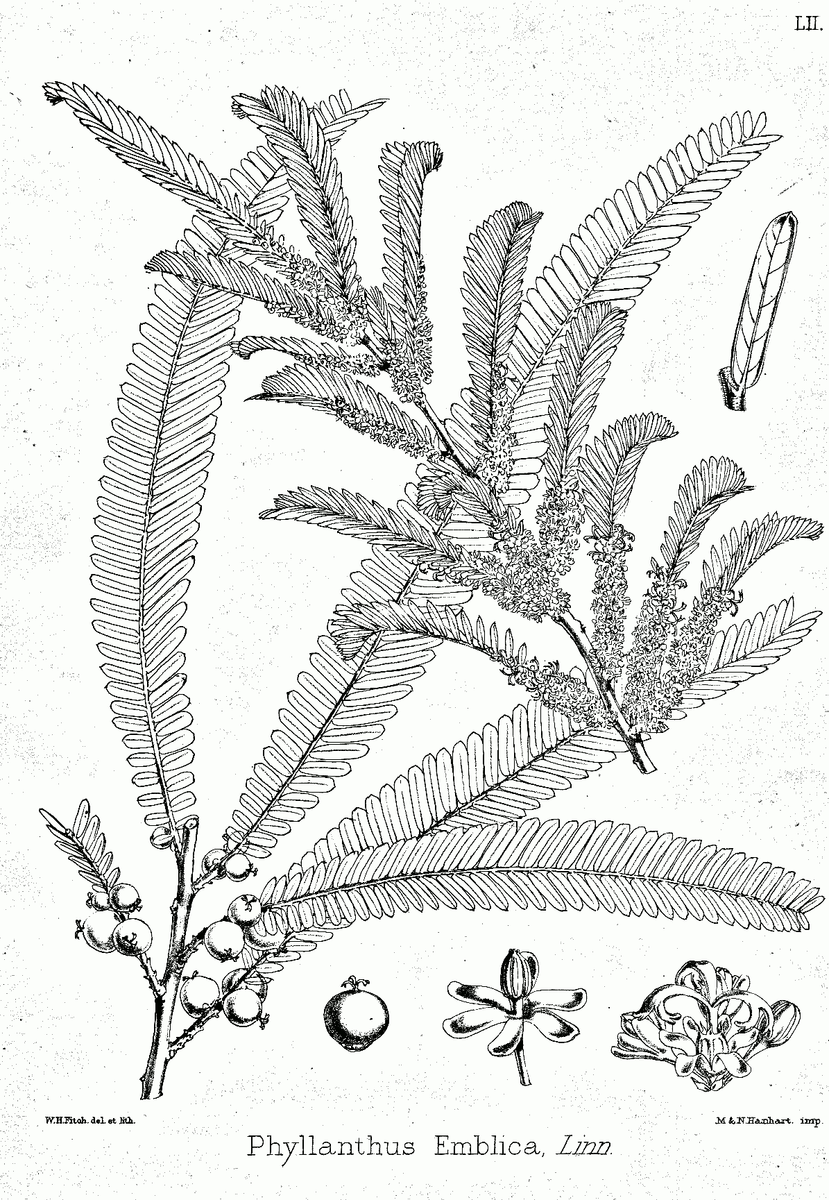 Amla Oil