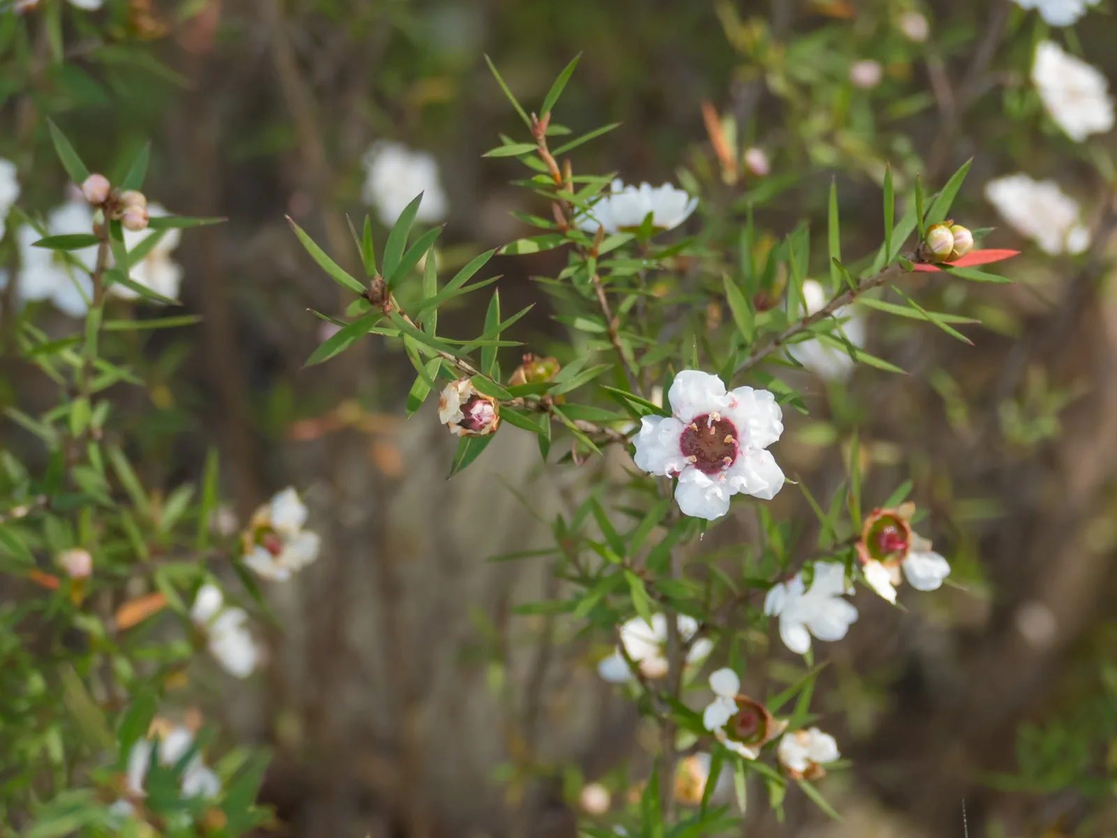 Tea Tree | Magic Sources | Aether & Earth