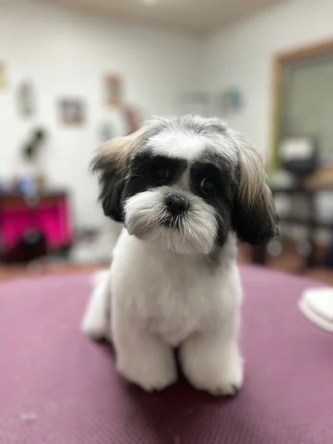 Dog looking beautiful after grooming at Muddy Paws