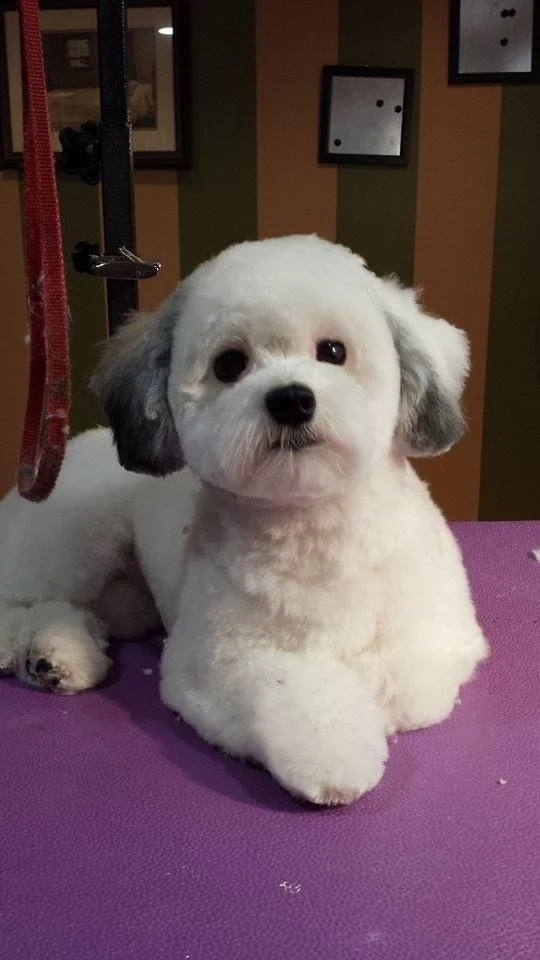 Cute dog groom at Muddy Paws Grooming salon