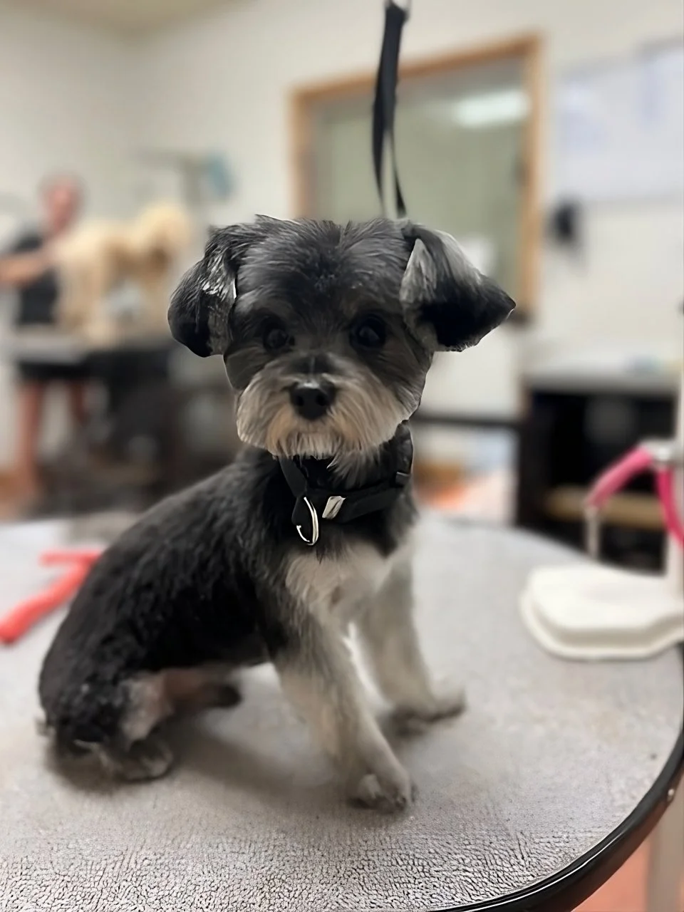 Freshly groomed dog at Muddy Paws Grooming West Jordan Utah