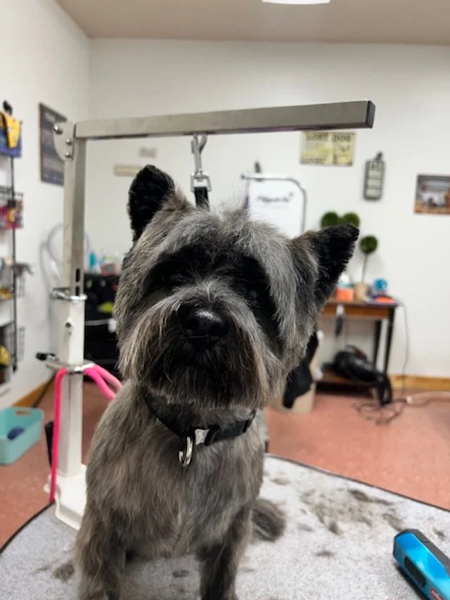 Happy groomed pup at Muddy Paws Grooming