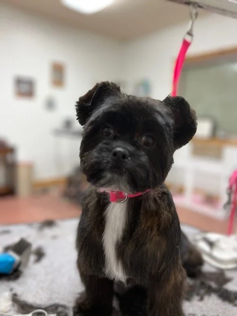 Dog looking fresh after grooming at Muddy Paws Utah
