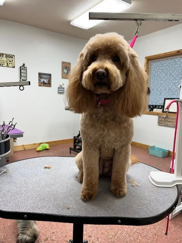 Cute groomed dog at Muddy Paws in West Jordan
