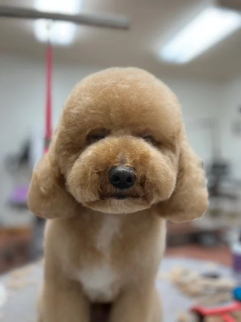 Dog grooming result at Muddy Paws Grooming Utah