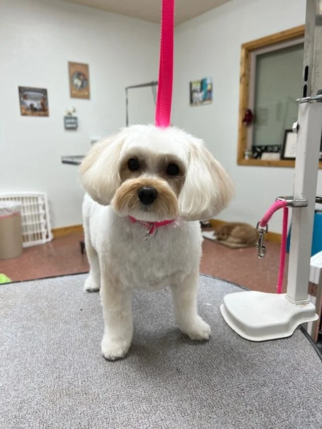 Happy pup after grooming at Muddy Paws West Jordan Utah